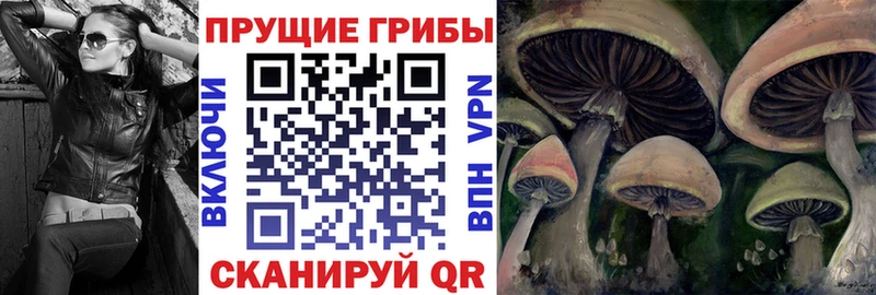 дарнет шоп  Сергач  Галлюциногенные грибы Cubensis 